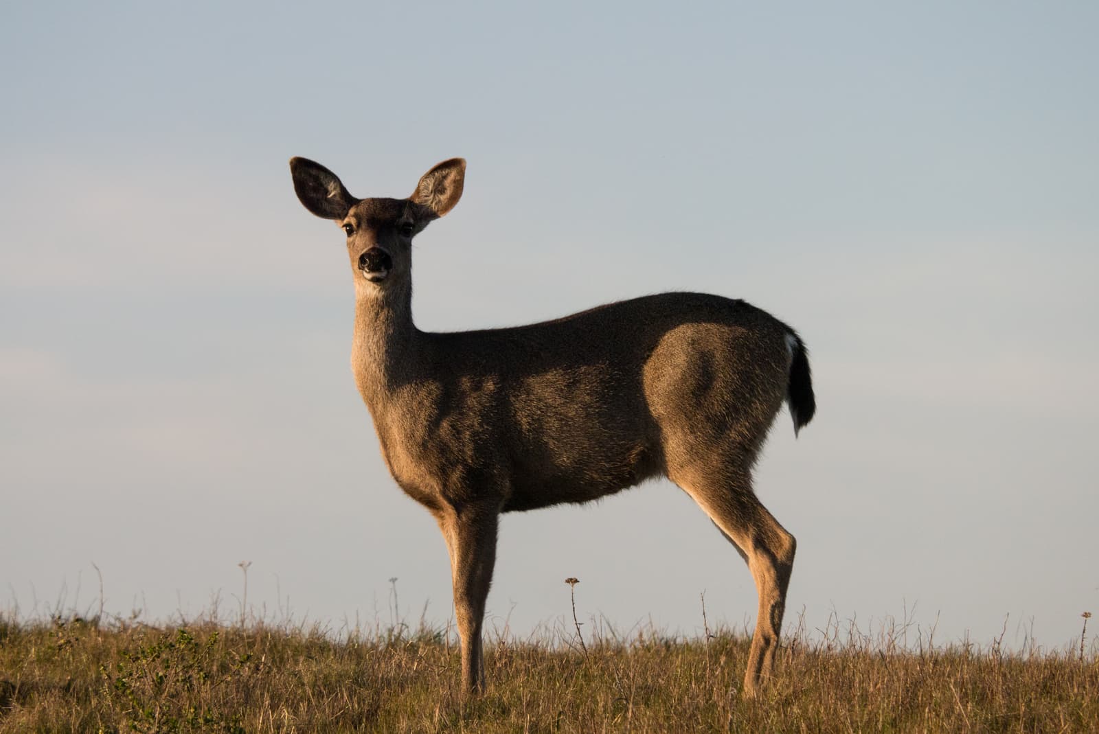 Bodega Head, Bodega Bay, California, United States