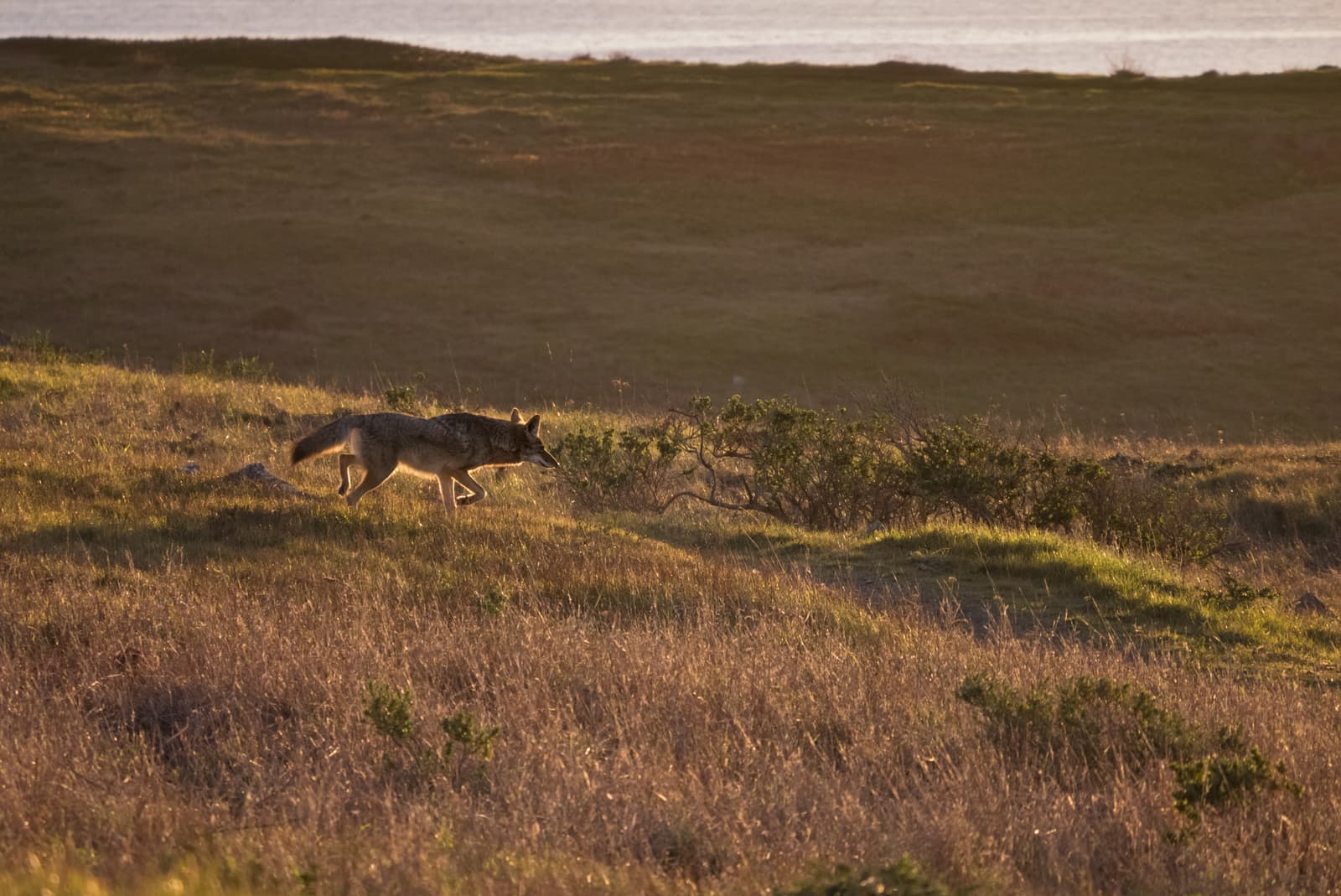 Bodega Head, Bodega Bay, California, United States