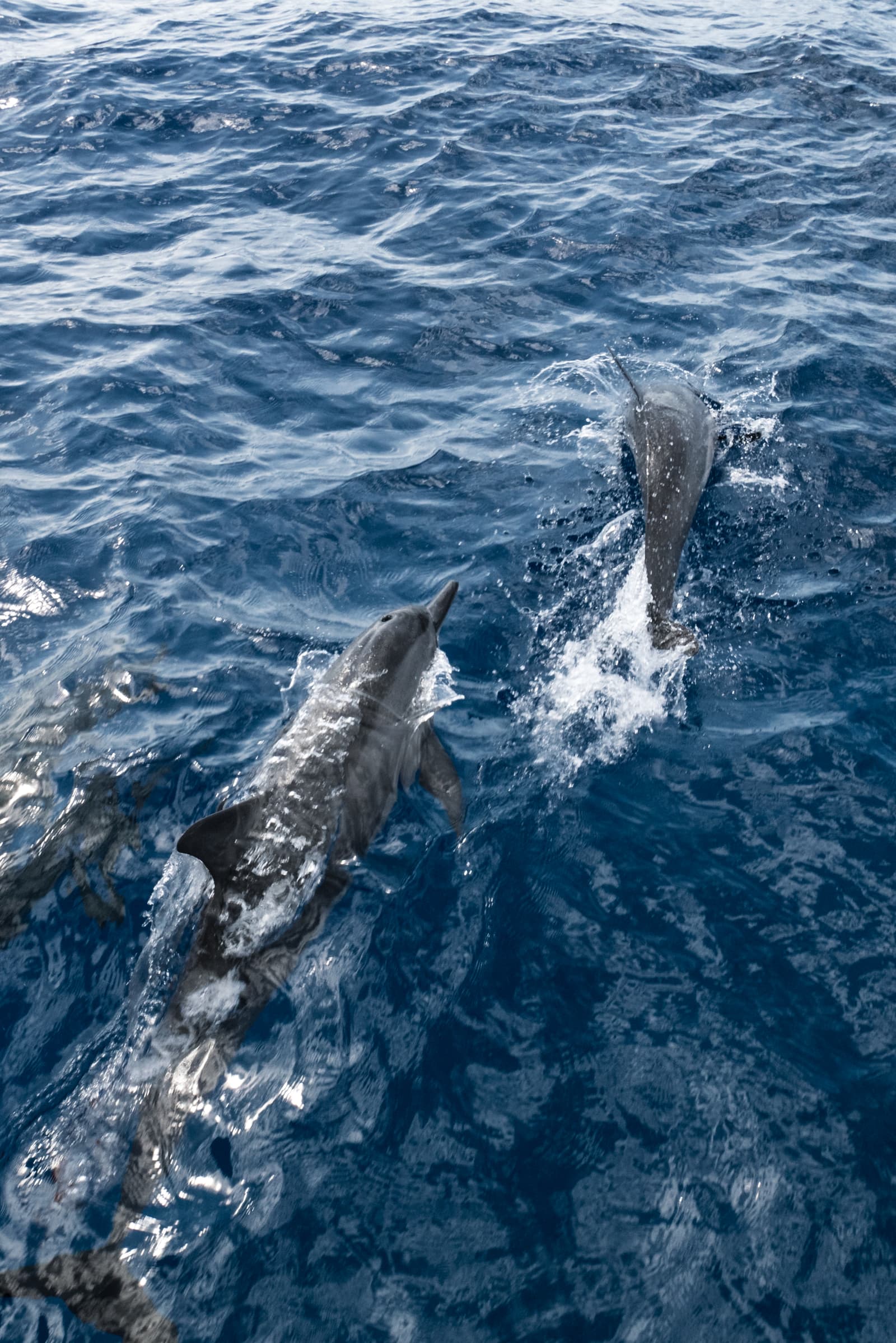 off of the Nā Pali coast, Kauai, Hawaii, United States